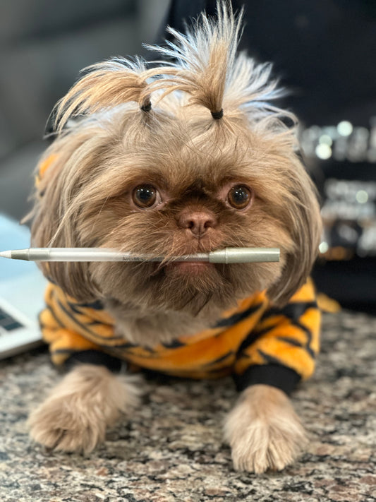Say hi to my Shih Tzu ‘Ace’